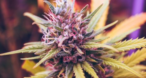 A cannabis flower with vibrant purple and yellowish-green buds and leaves, highlighting the beauty and diversity of cannabis strains.